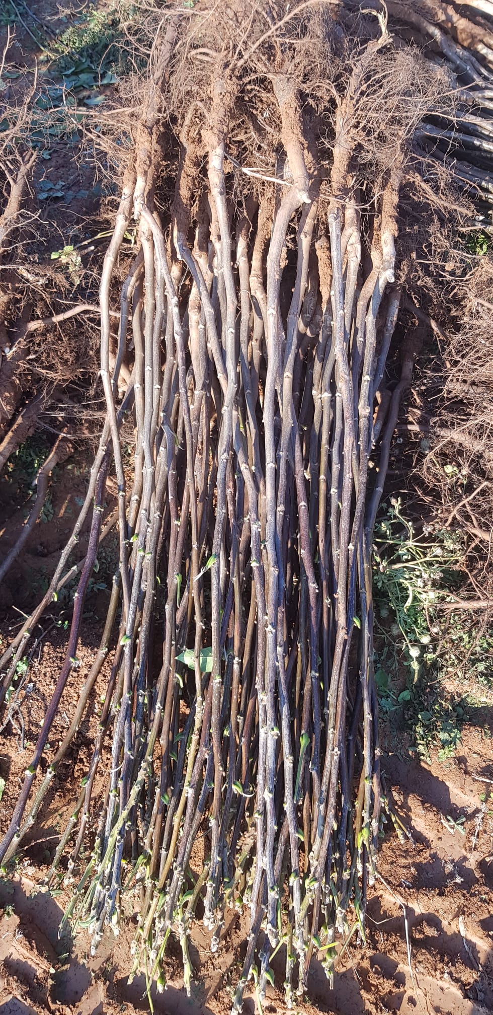 FERNOR CEVİZ FİDANI